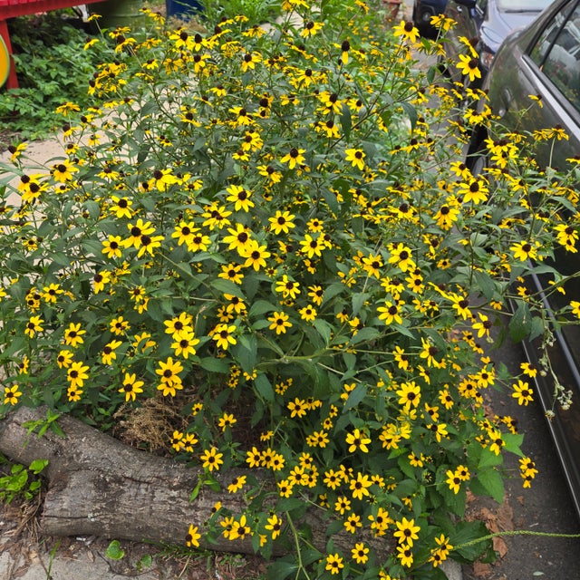 Natives | St. Bernard Seedlings