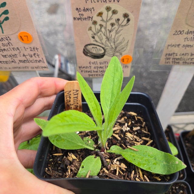 Flowers | St. Bernard Seedlings